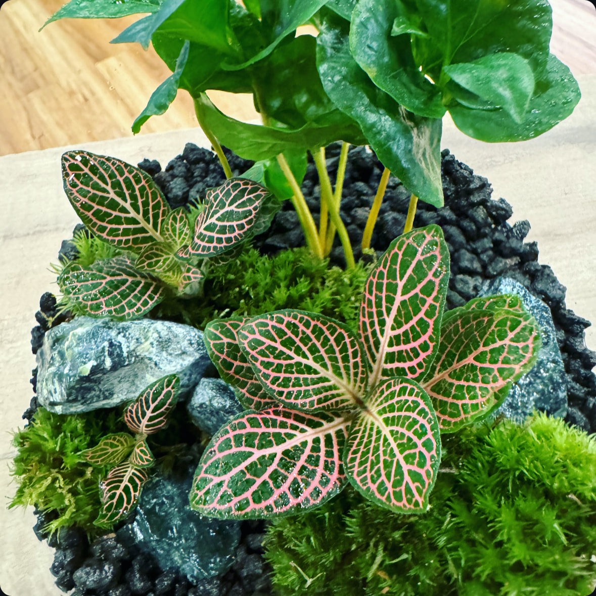 Flaschengarten DIY Set No16 Coffea arabica x Fittonia