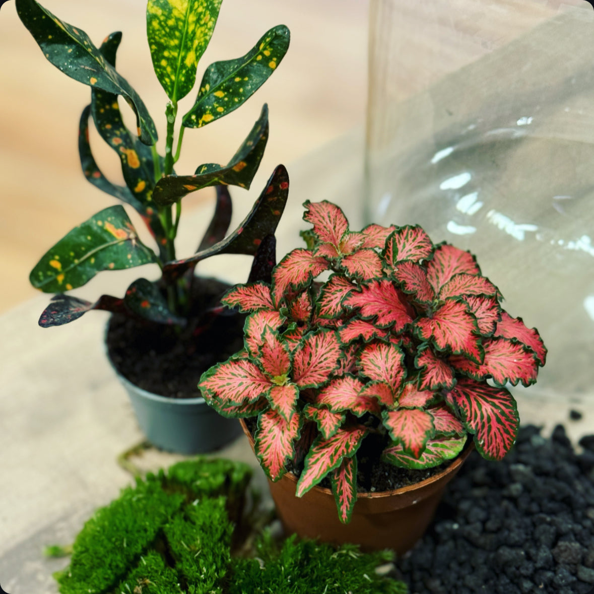 Flaschengarten DIY Set No17 Codiaeum 'Bush on Fire' x Fittonia