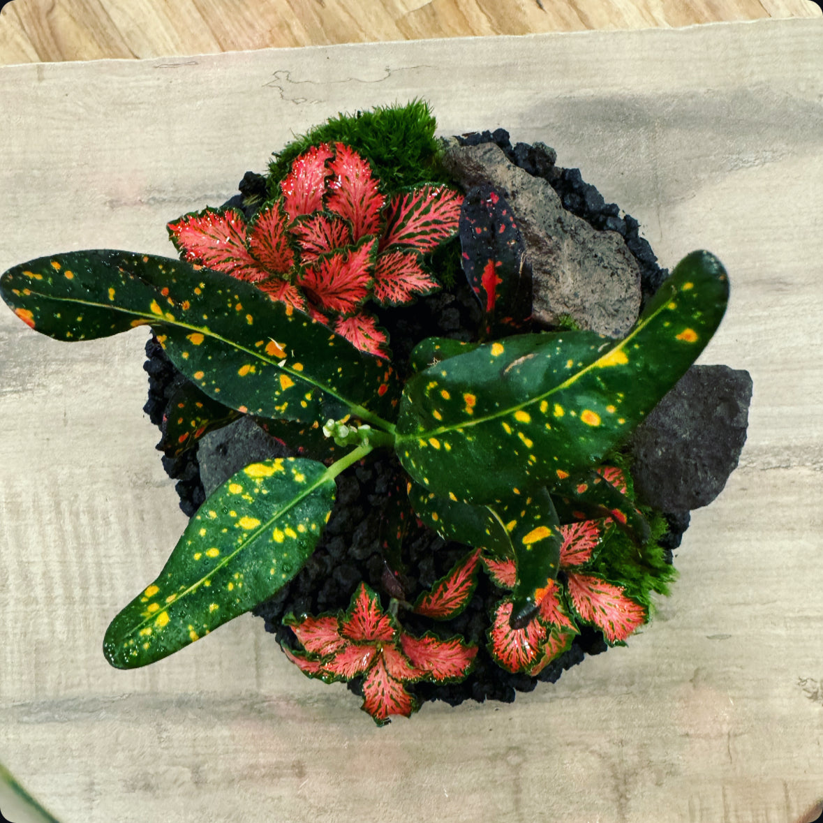 Flaschengarten DIY Set No17 Codiaeum 'Bush on Fire' x Fittonia