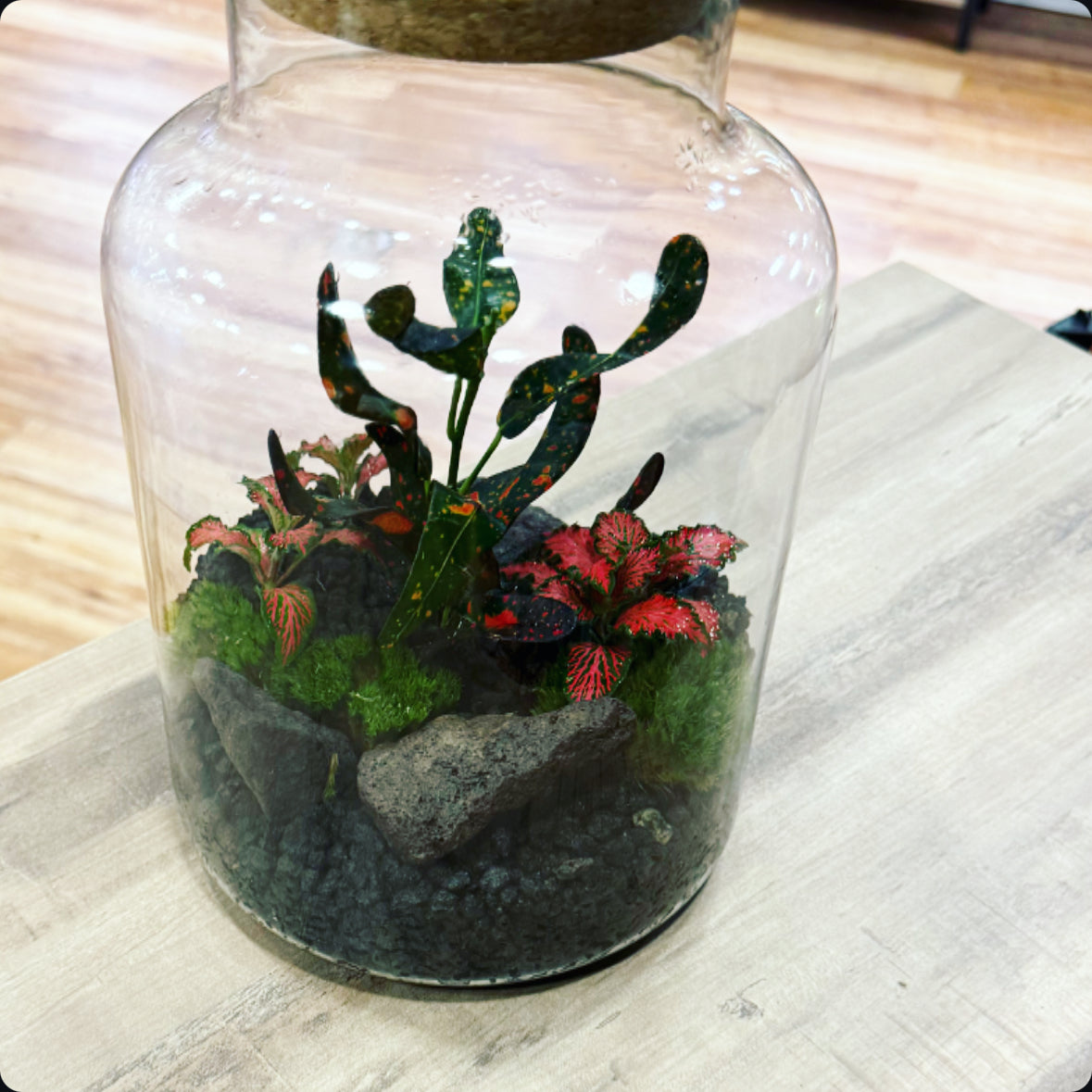 Flaschengarten DIY Set No17 Codiaeum 'Bush on Fire' x Fittonia