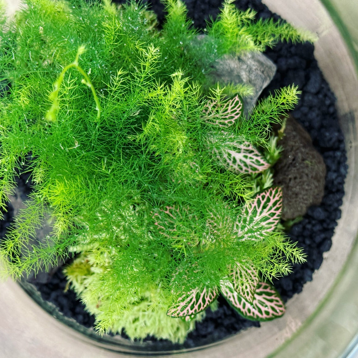 Flaschengarten DIY Set No19 Asparagus setaceus x Fittonia