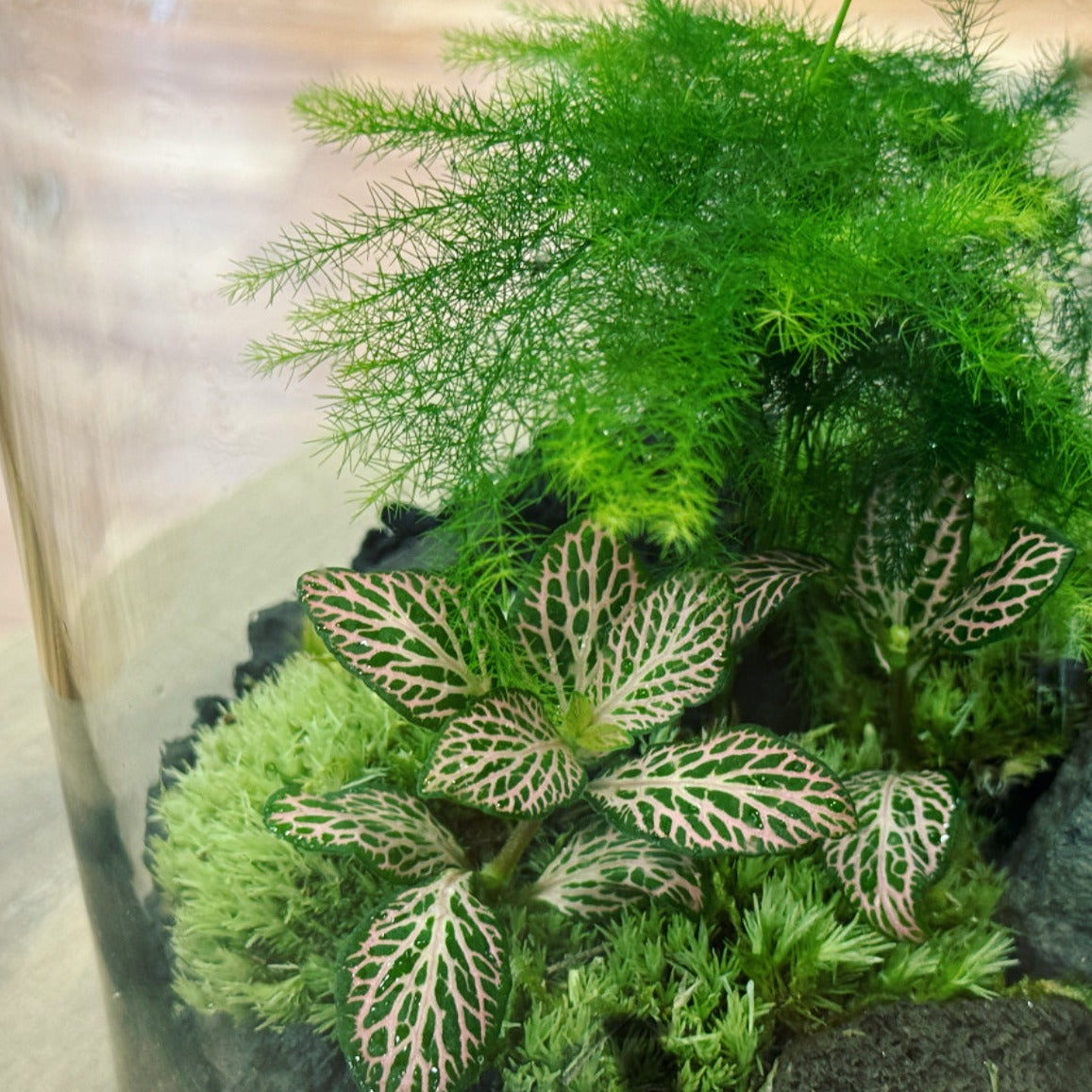 Flaschengarten DIY Set No19 Asparagus setaceus x Fittonia