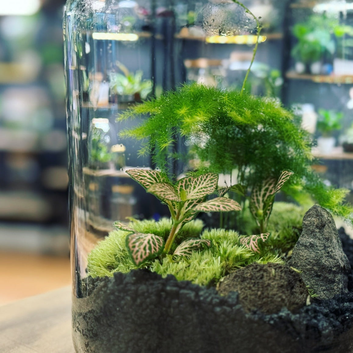 Flaschengarten DIY Set No19 Asparagus setaceus x Fittonia