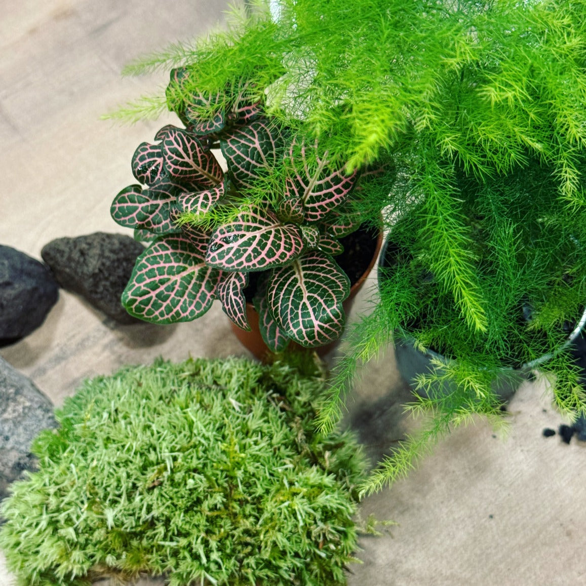 Flaschengarten DIY Set No19 Asparagus setaceus x Fittonia