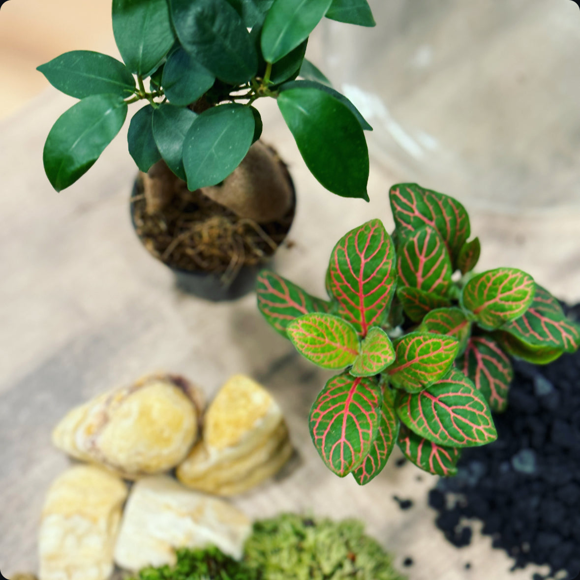 Flaschengarten DIY Set No20 Ficus microcarpa 'Ginseng' x Fittonia 'Joly Josan'