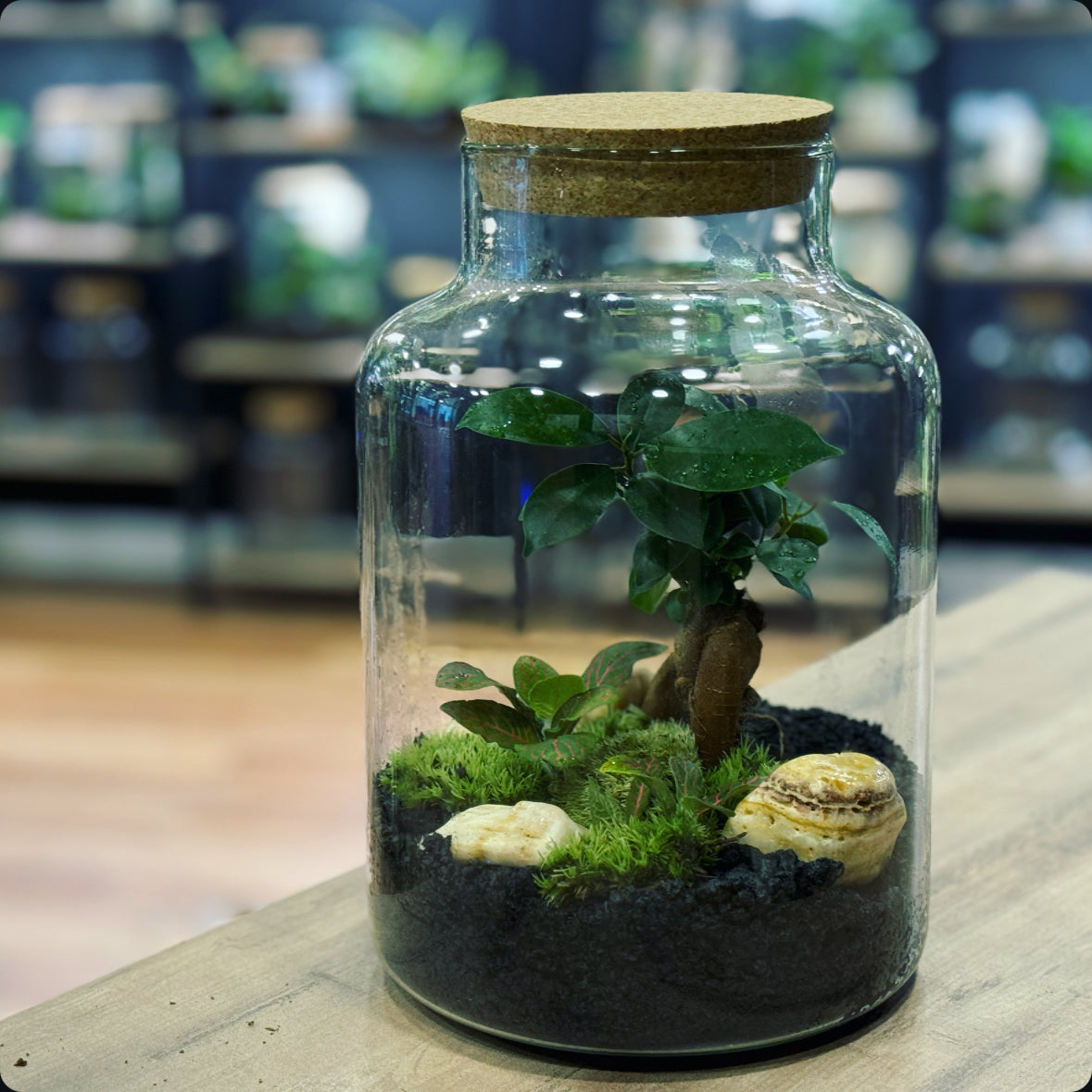 Flaschengarten DIY Set No20 Ficus microcarpa 'Ginseng' x Fittonia 'Joly Josan'