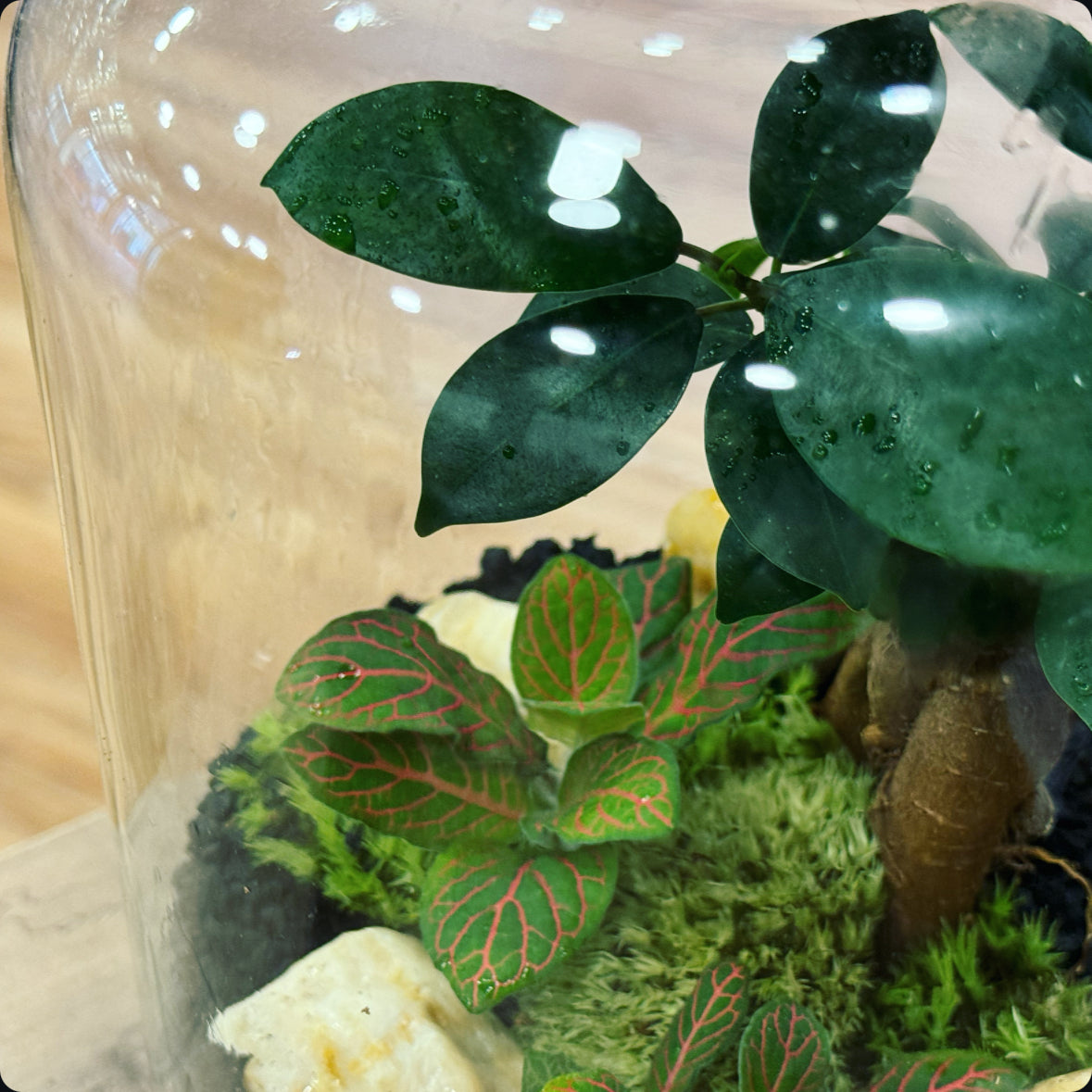 Flaschengarten DIY Set No20 Ficus microcarpa 'Ginseng' x Fittonia 'Joly Josan'
