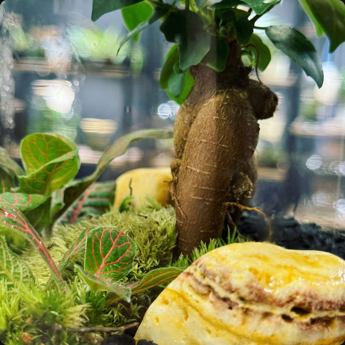 Flaschengarten DIY Set No20 Ficus microcarpa 'Ginseng' x  Fittonia 'Joly Josan'