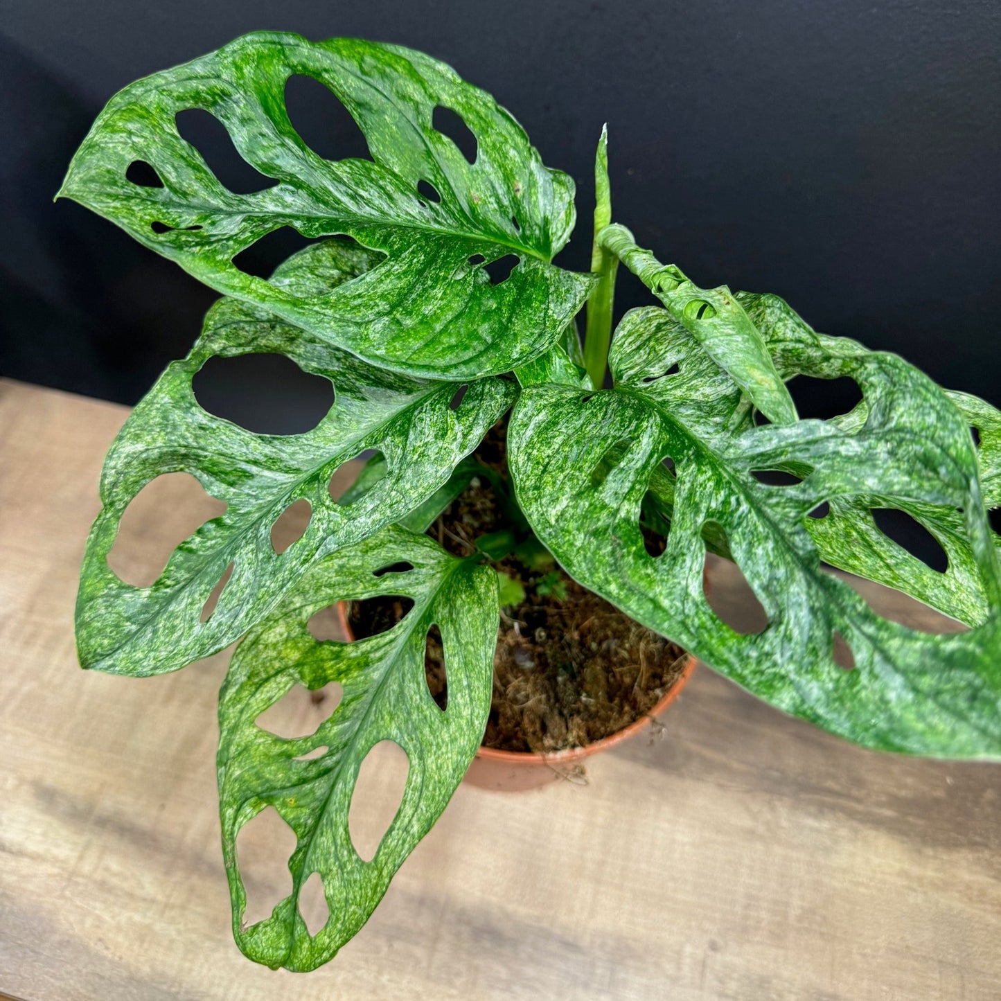 Monstera adansonii 'Mint'
