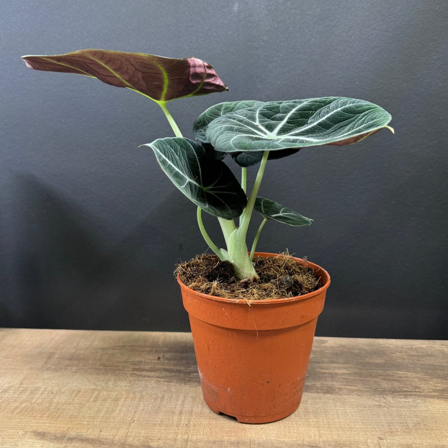 Alocasia reginula 'Black Velvet' | Juwel Alokasie | Pfeilblatt | Tropenwurz