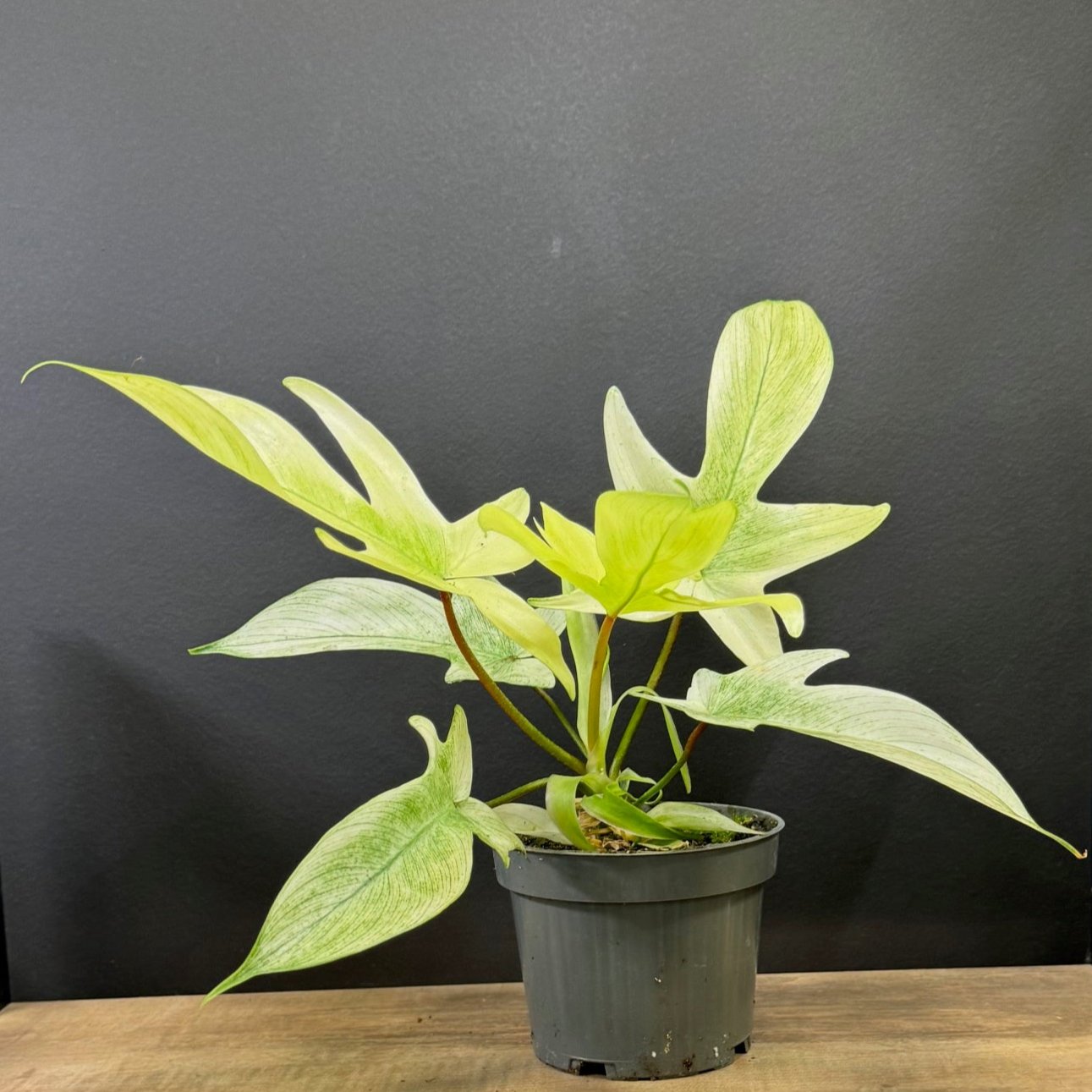 Philodendron pedatum 'Florida Ghost' | Eichenblatt Philodendron | Baumfreund