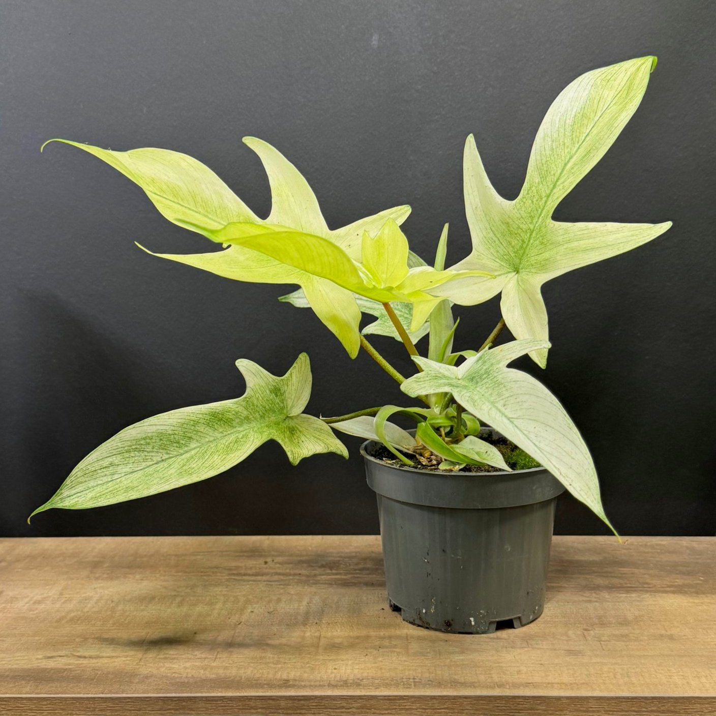 Philodendron pedatum 'Florida Ghost' | Eichenblatt Philodendron | Baumfreund