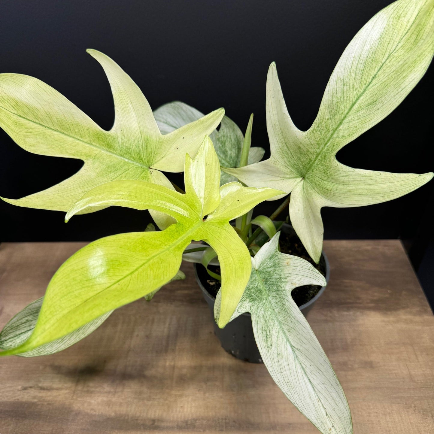 Philodendron pedatum 'Florida Ghost' | Eichenblatt Philodendron | Baumfreund