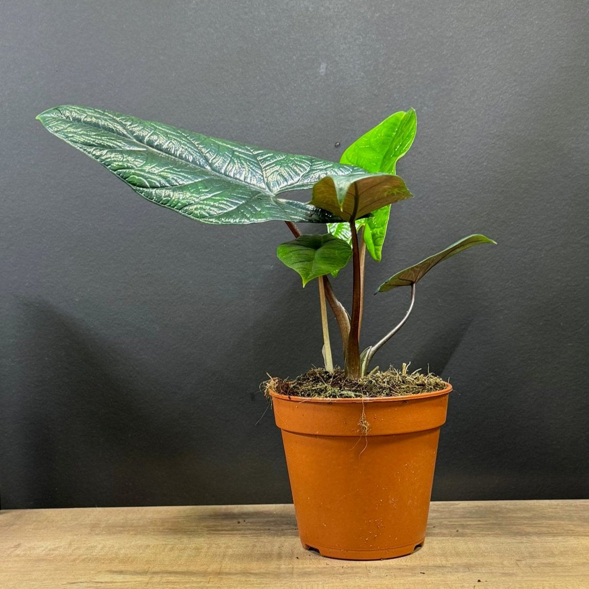 Alocasia scalprum | Pfeilblatt | Tropenwurz