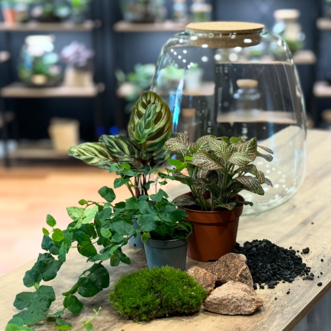 Flaschengarten DIY Set No21 Calathea makoyana x Ficus pumila x Fittoni ...
