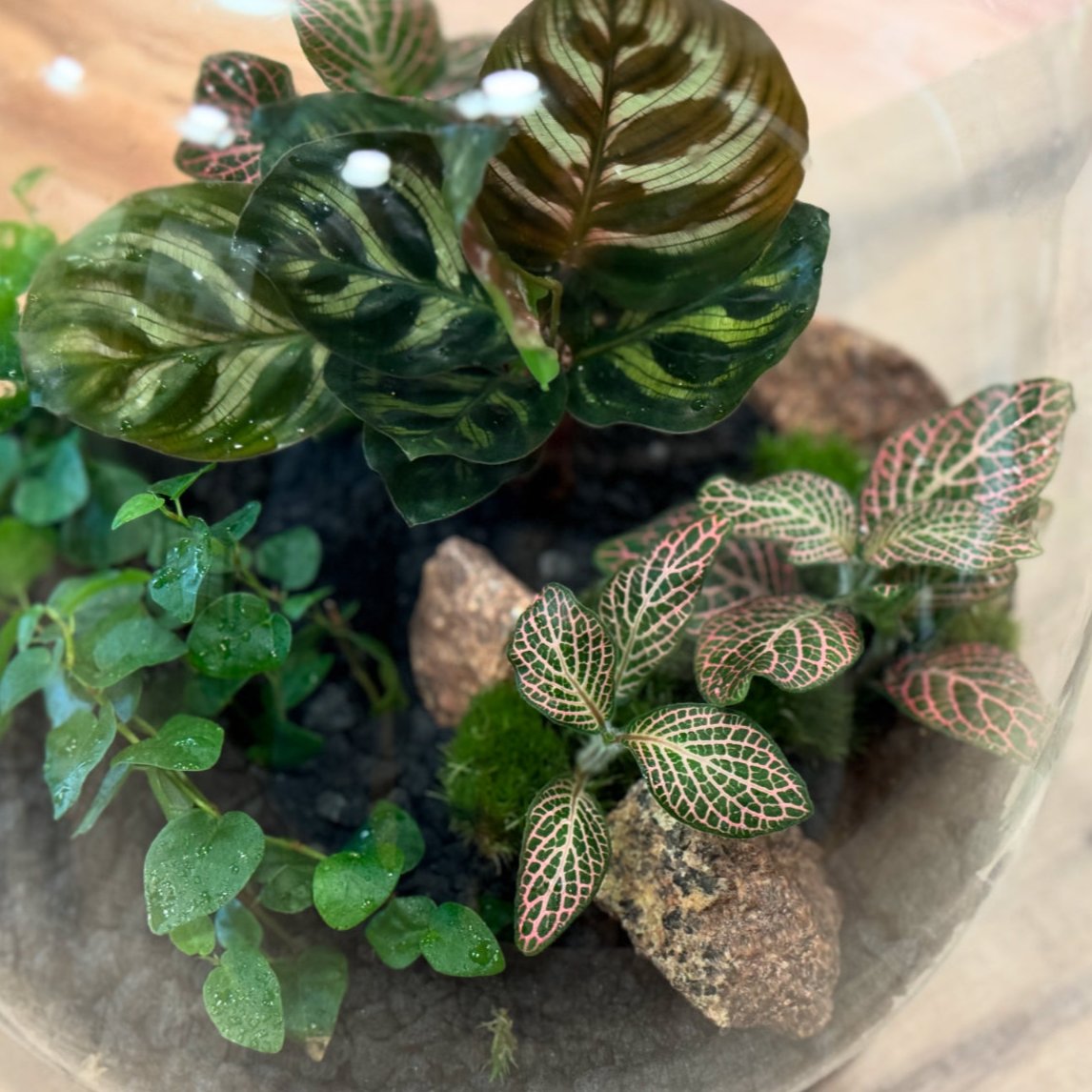 Flaschengarten DIY Set No21 Calathea makoyana x Ficus pumila x Fittonia 'Mosaic Mistral'