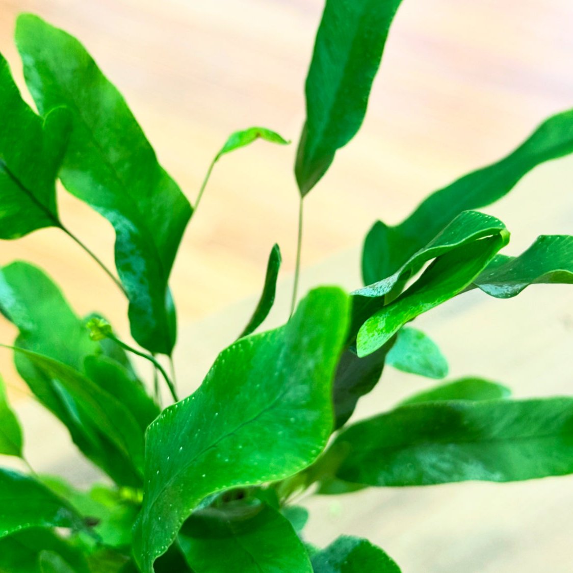 Phlebodium aureum 'Blue Star' | Blaufarn