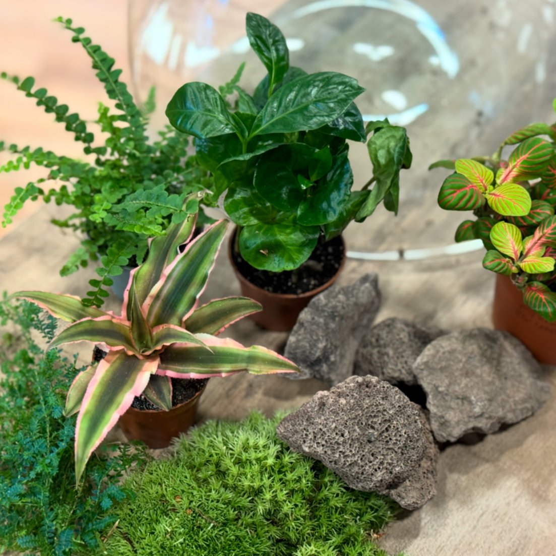 Flaschengarten DIY Set No24 Coffea arabica x Cryptanthus bivittatus x Selaginella uncinata x Fittonia x Nephrolepsis