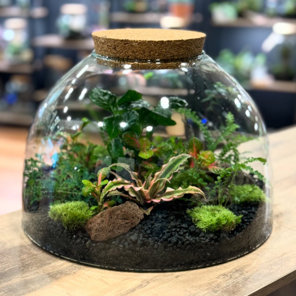 Flaschengarten DIY Set No24 Coffea arabica x Cryptanthus bivittatus x Selaginella uncinata x Fittonia x Nephrolepsis