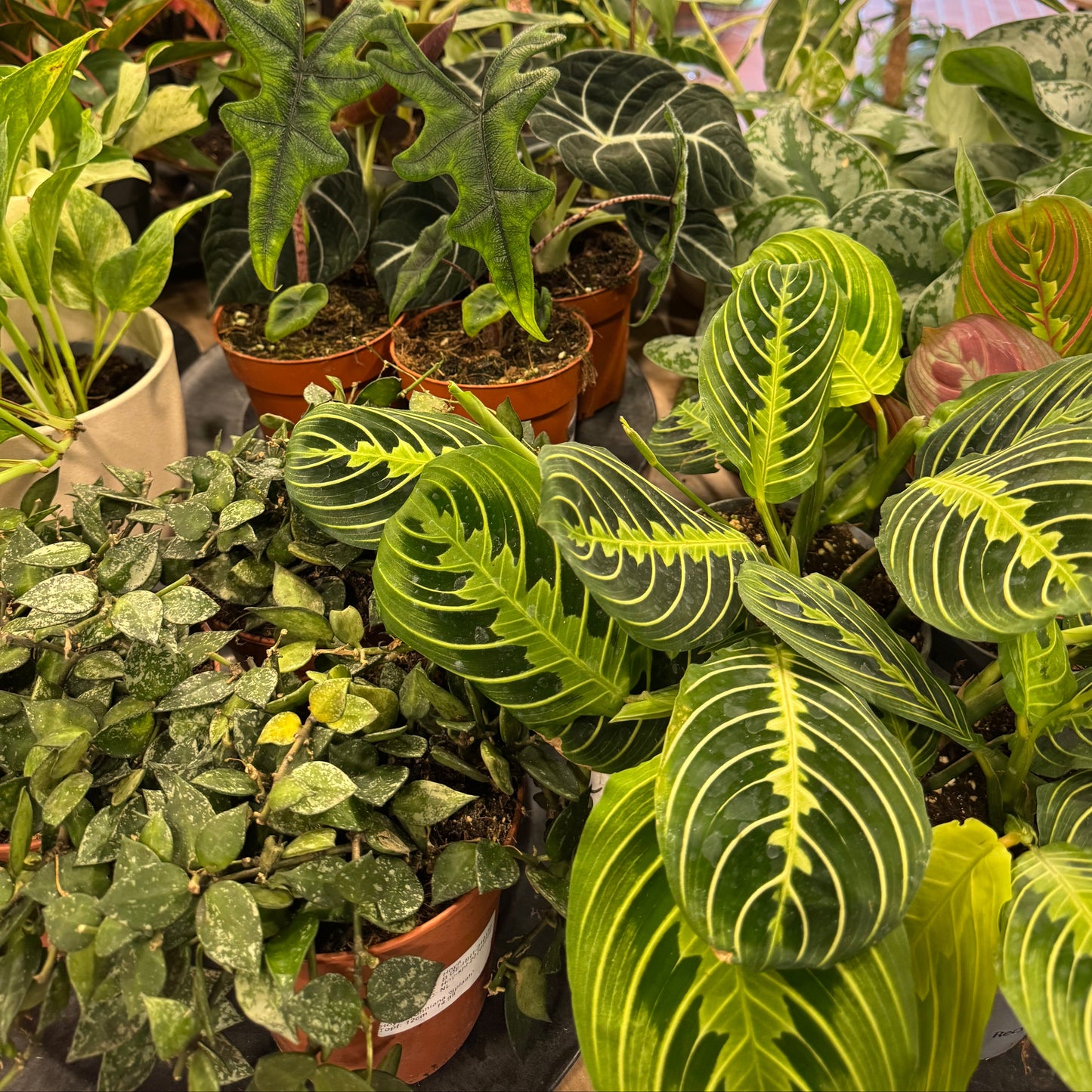 Mystery Plant