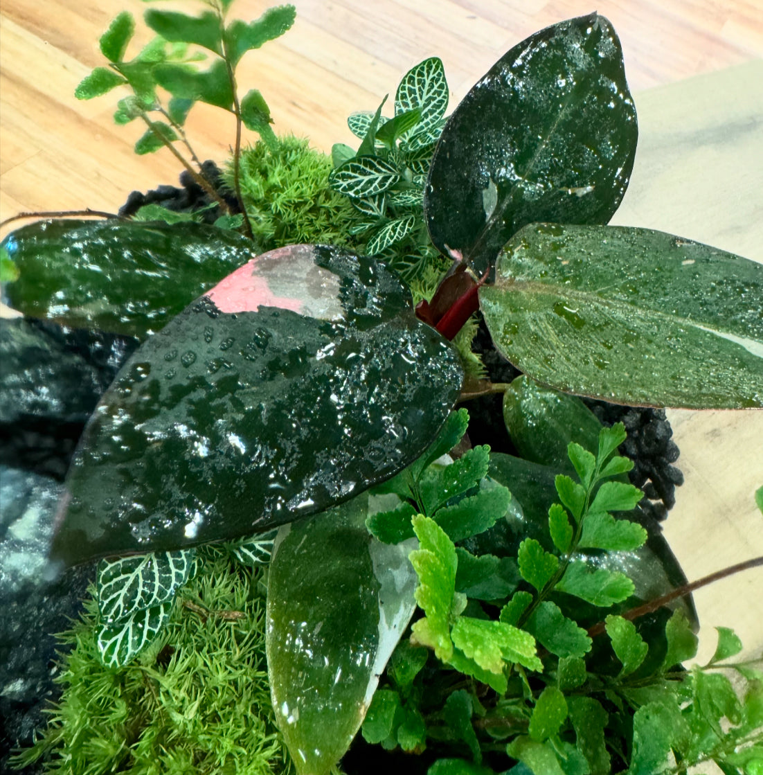 Flaschengarten DIY Set No25 Philodendron 'Pink Princess' x Didymochlaena truncatula x Fittonia 'Mini White'