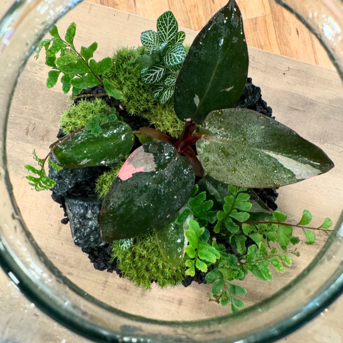 Flaschengarten DIY Set No25 Philodendron 'Pink Princess' x Didymochlaena truncatula x Fittonia 'Mini White'