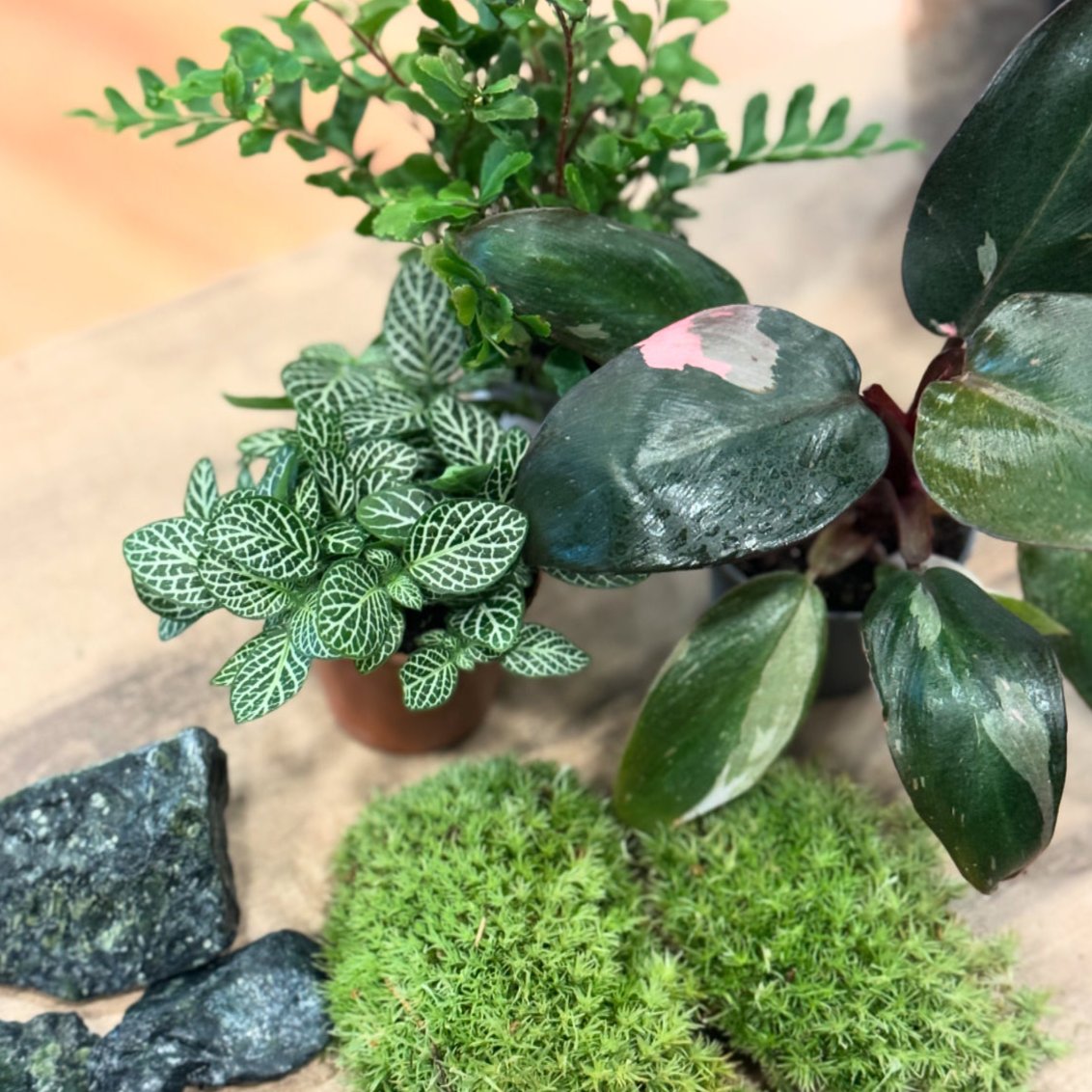 Flaschengarten DIY Set No25 Philodendron 'Pink Princess' x Didymochlaena truncatula x Fittonia 'Mini White'