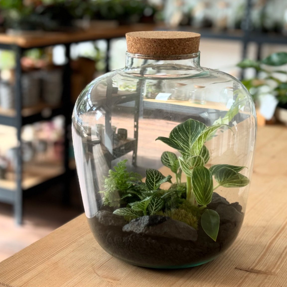 Flaschengarten DIY Set No26 Philodendron 'Birkin' x Polystichum  x Fittonia 'Bianco Verde'