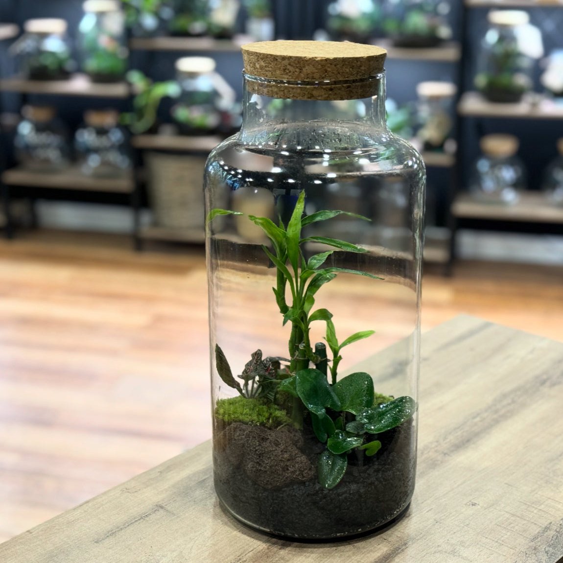 Flaschengarten DIY Set No29 - Dracena braunii x Hemionitis arifolia x Fittonia 'Joly Josan'