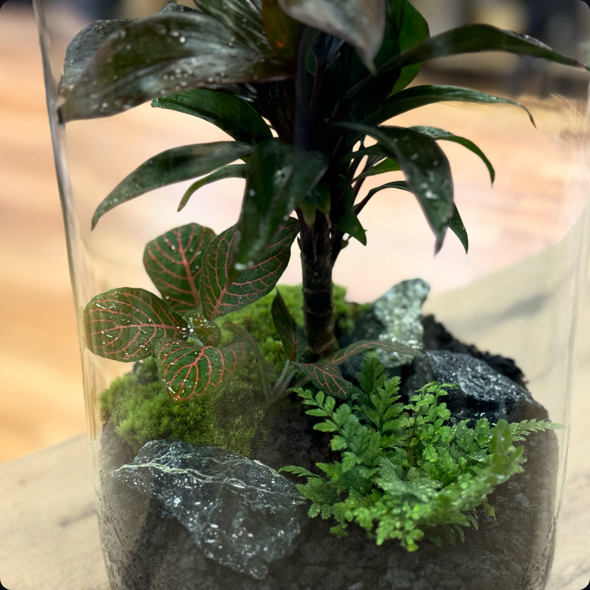 Flaschengarten DIY Set No28 - Cordyline fruticosa ‘Purple Compacta‘ x polystichum tsus-simense x Fittonia 'Joly Josan'