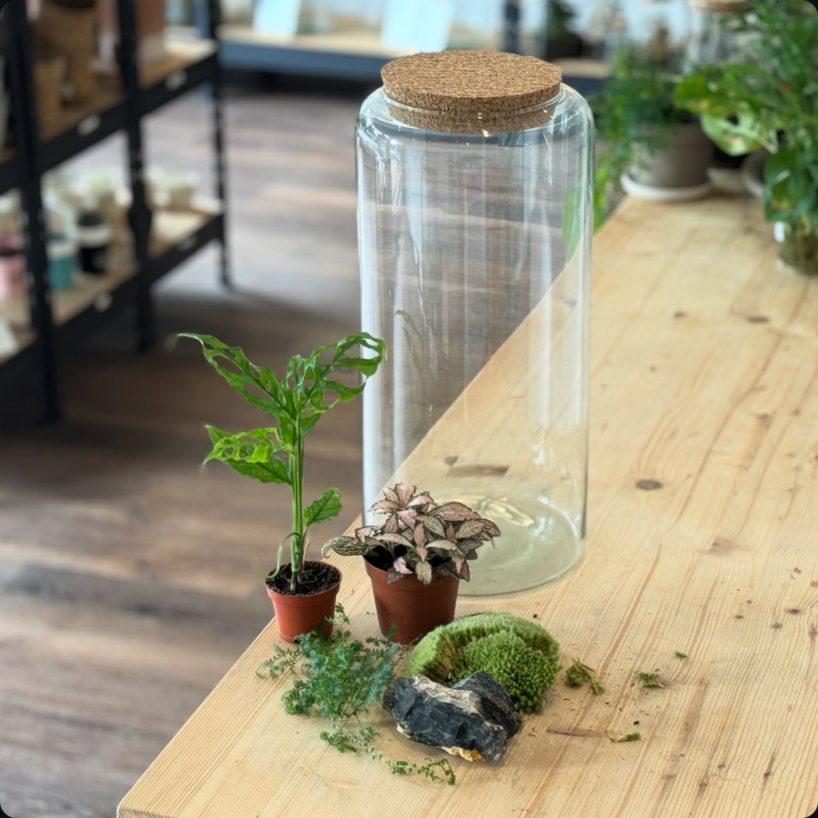 Flaschengarten DIY Set No30 - Monstera obliqua ‘Peru‘ x Fittonia 'Zalm ...