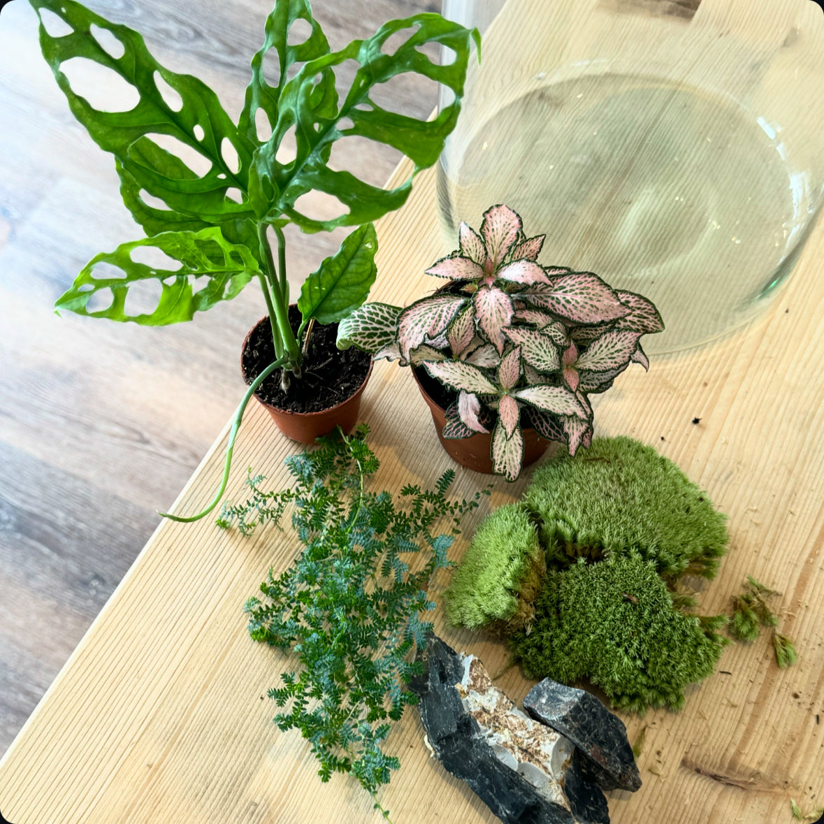 Flaschengarten DIY Set No30 - Monstera obliqua ‘Peru‘ x Fittonia 'Zalm Forest Flame' x Selaginella uncinata x Onyx