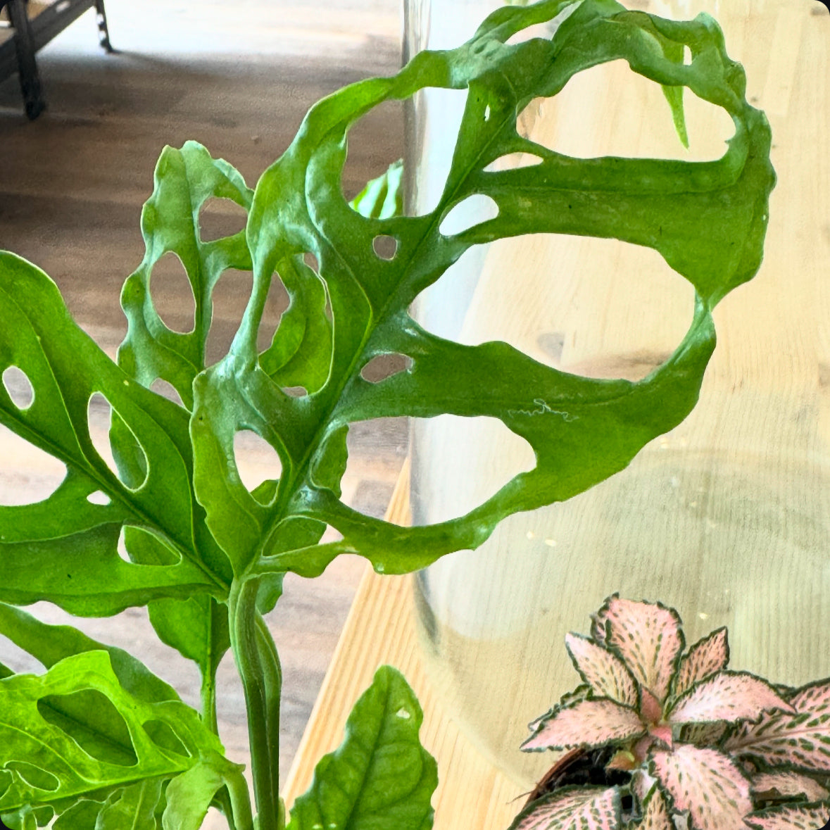 Flaschengarten DIY Set No30 - Monstera obliqua ‘Peru‘ x Fittonia 'Zalm Forest Flame' x Selaginella uncinata x Onyx