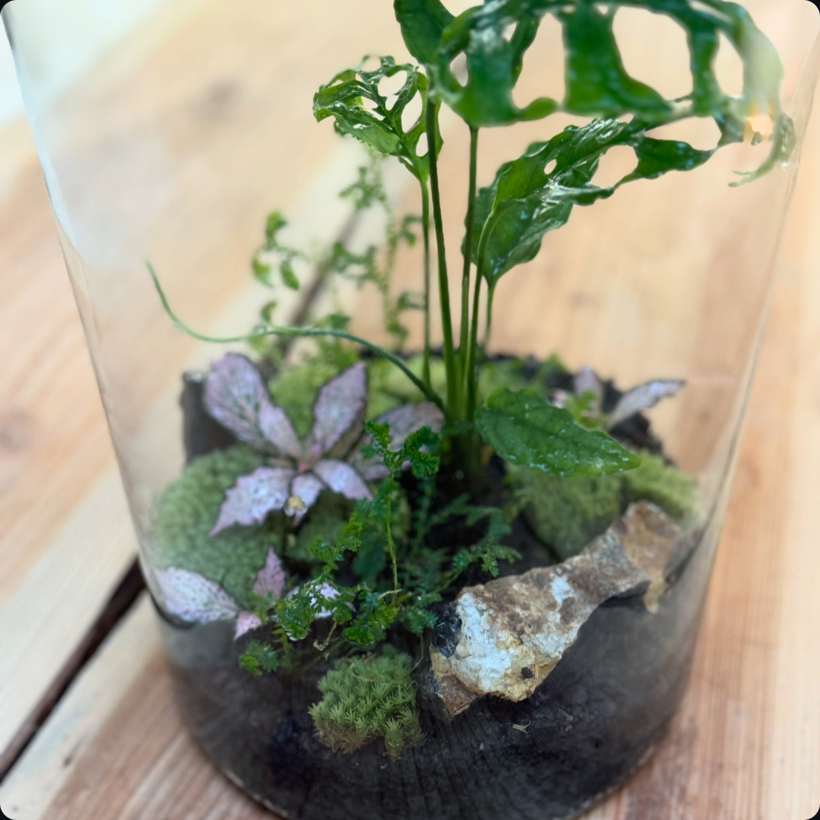 Flaschengarten DIY Set No30 - Monstera obliqua ‘Peru‘ x Fittonia 'Zalm Forest Flame' x Selaginella uncinata x Onyx
