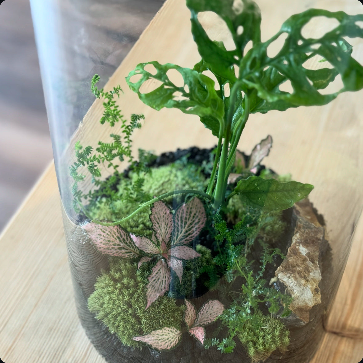 Flaschengarten DIY Set No30 - Monstera obliqua ‘Peru‘ x Fittonia 'Zalm Forest Flame' x Selaginella uncinata x Onyx