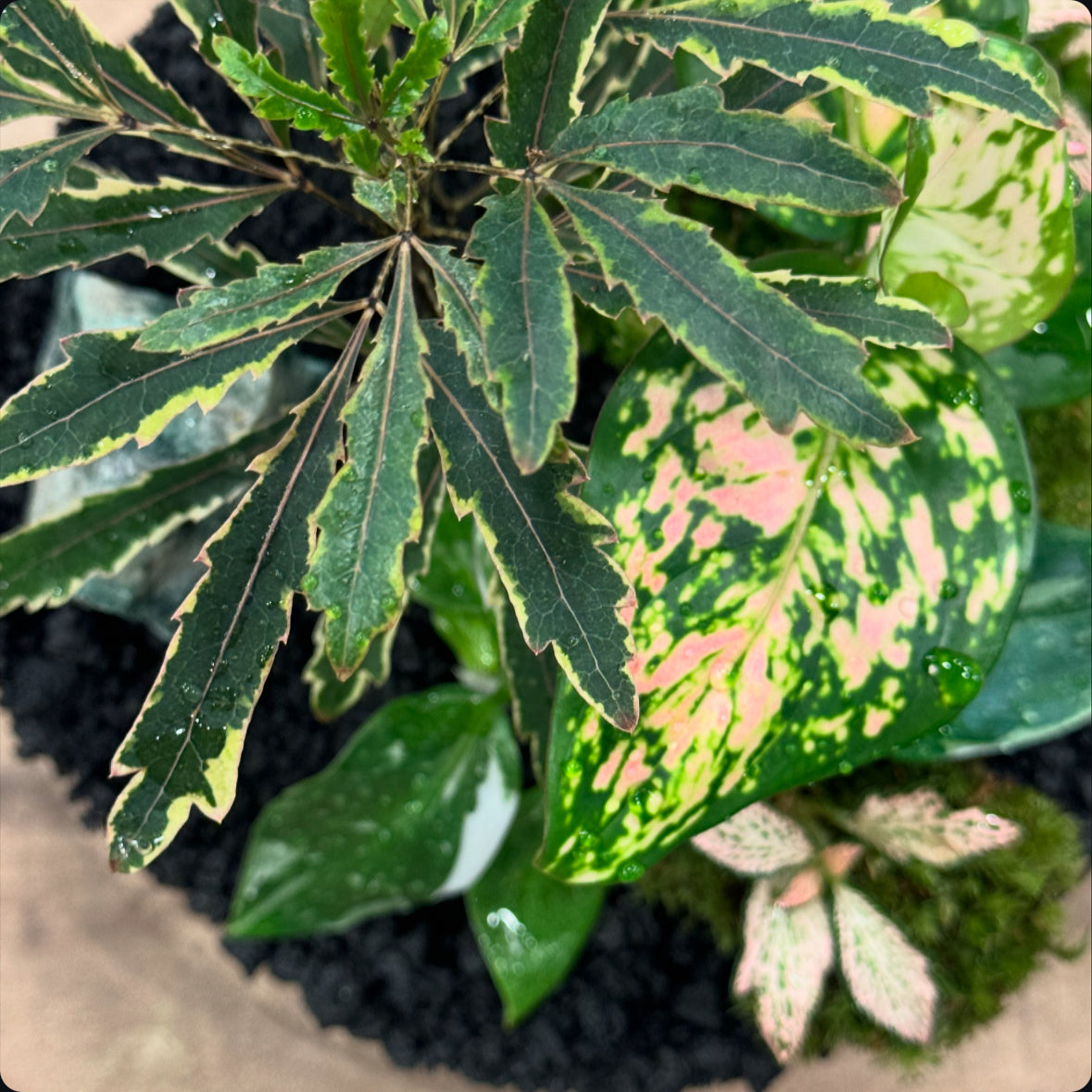 Flaschengarten DIY Set No32 - Philodendron 'White Wizard' x Plerandra elegantissima 'Bianca' x  Aglaonema 'Red Valentine' x Fittonia 'Zalm Forest Flame'