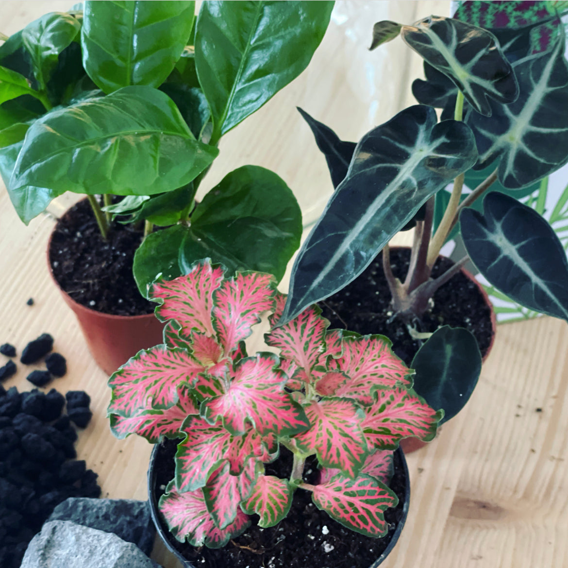 Flaschengarten ‚Basic - Alocasia‘ DIY-Set