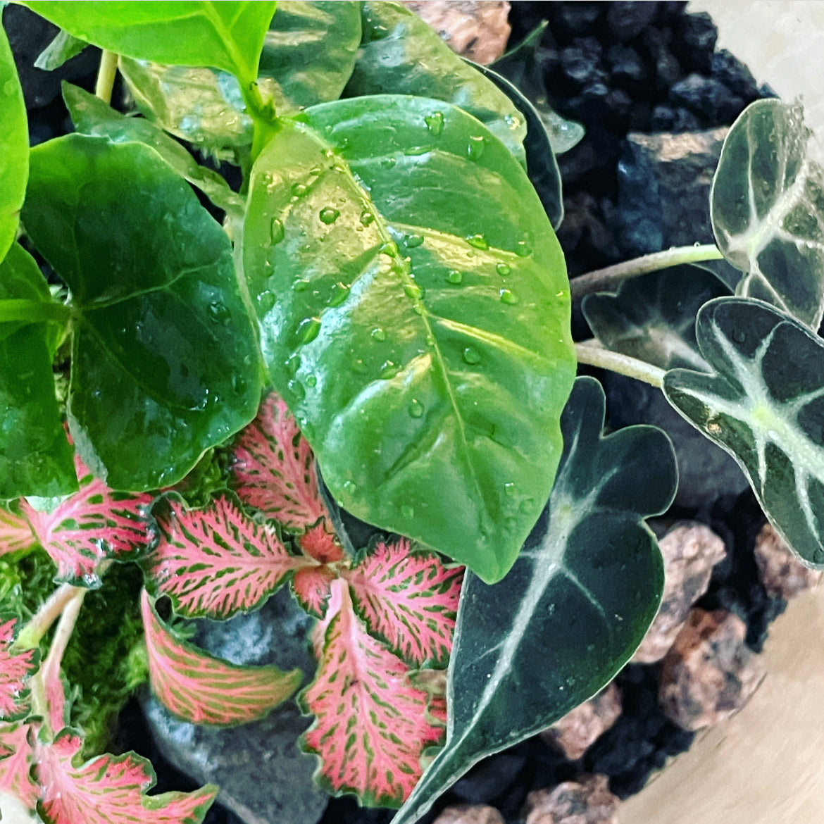 Flaschengarten ‚Basic - Alocasia‘ DIY-Set