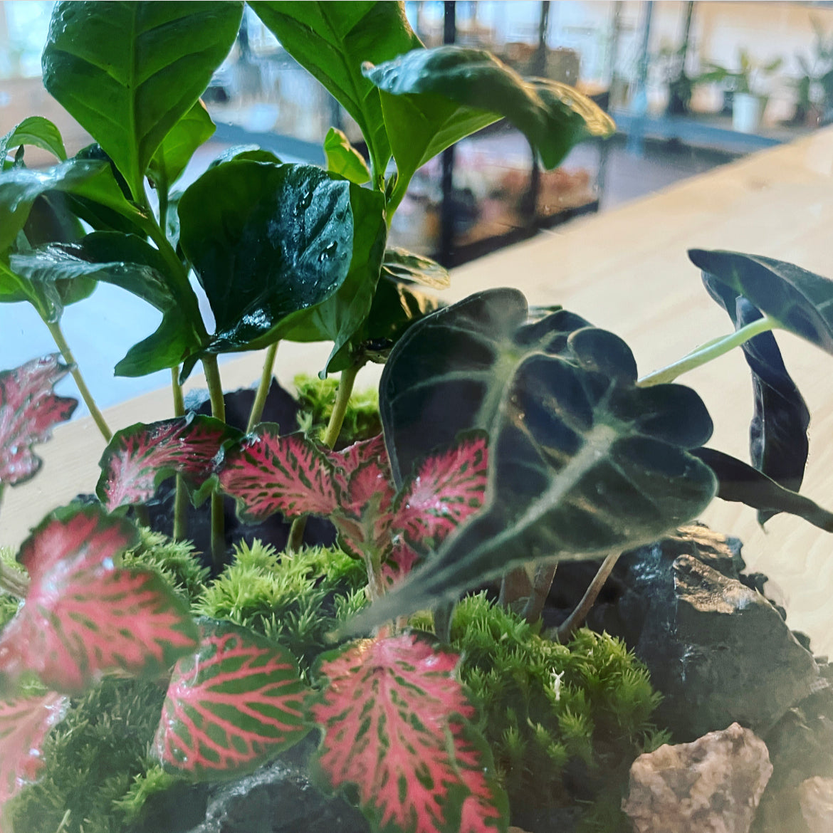 Flaschengarten ‚Basic - Alocasia‘ DIY-Set