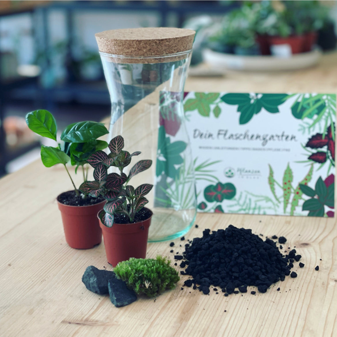 Flaschengarten ‚Mini Coffea‘-DIY-Set