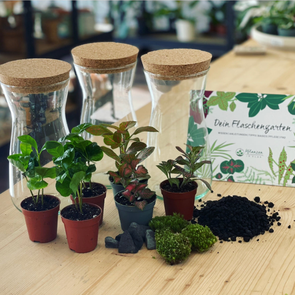 Flaschengarten ‚Mini Coffea‘-DIY-Set