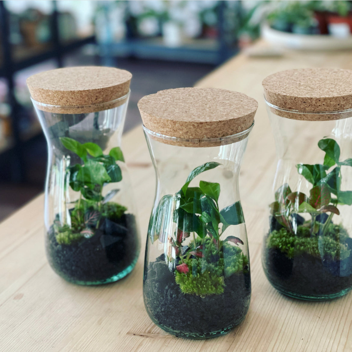 Flaschengarten ‚Mini Coffea‘-DIY-Set