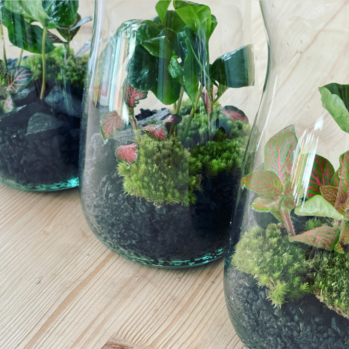 Flaschengarten ‚Mini Coffea‘-DIY-Set