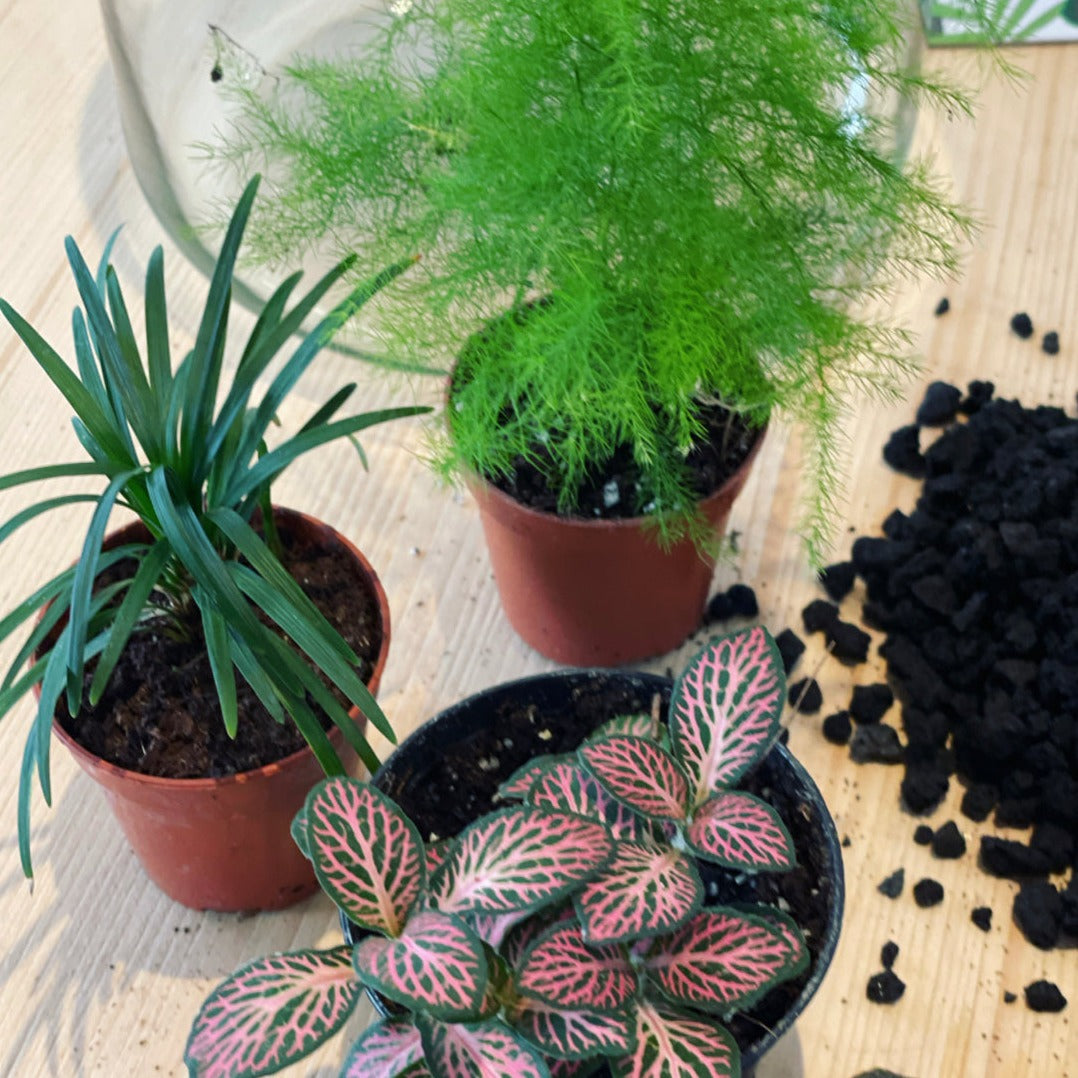 Flaschengarten ‚Forest‘-DIY-Set