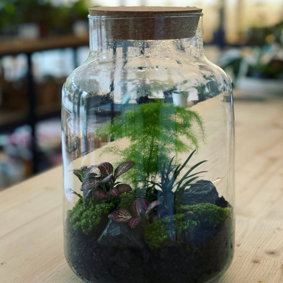 Flaschengarten ‚Forest‘-DIY-Set