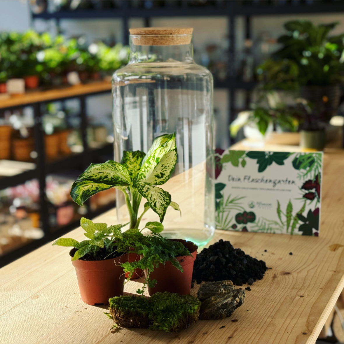Flaschengarten ‚Dieffenbachia' DIY-Set