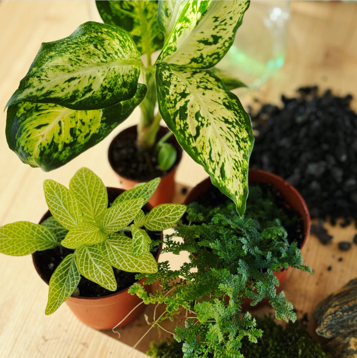 Flaschengarten ‚Dieffenbachia' DIY-Set