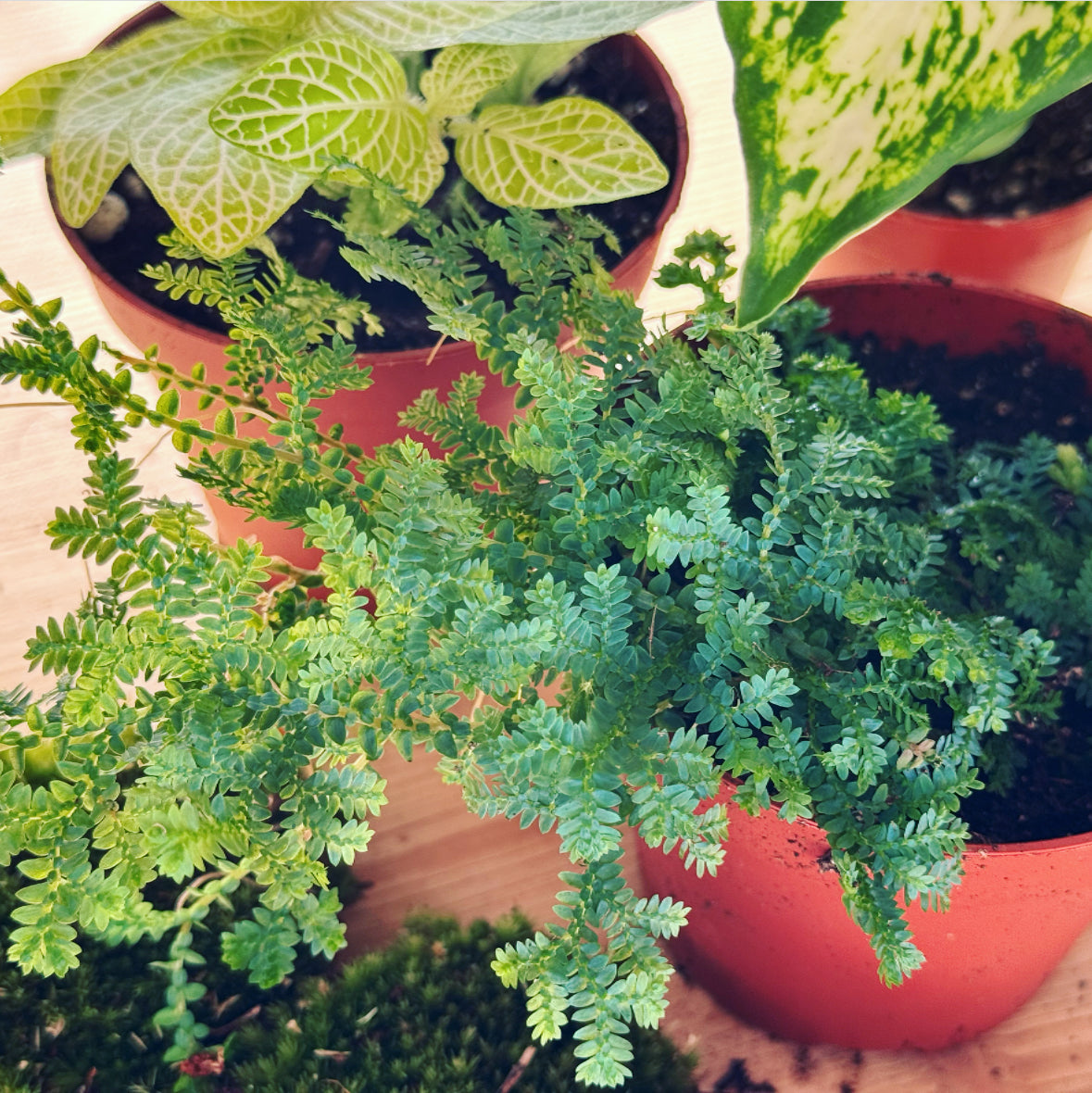 Flaschengarten ‚Dieffenbachia' DIY-Set