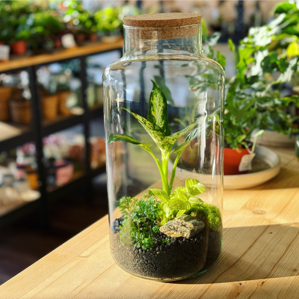 Flaschengarten ‚Dieffenbachia' DIY-Set