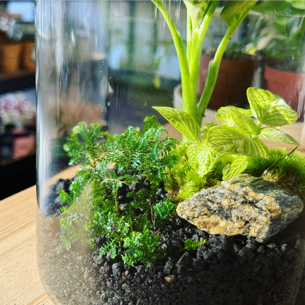 Flaschengarten ‚Dieffenbachia' DIY-Set